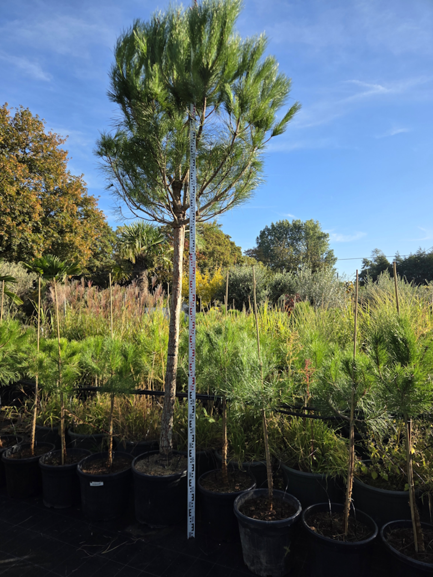Preview: Pinus pinea 400 cm Mittelmeer - Schirmpinie - genau den im Bild Nr.3